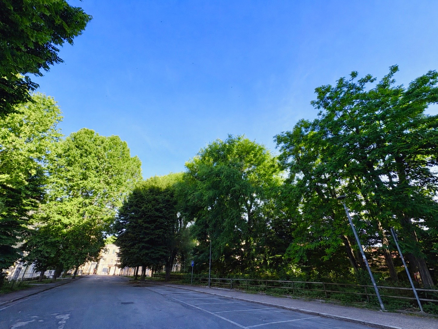 Gli alberi di Piazza della Libertà visti dalla strada – Monterotondo