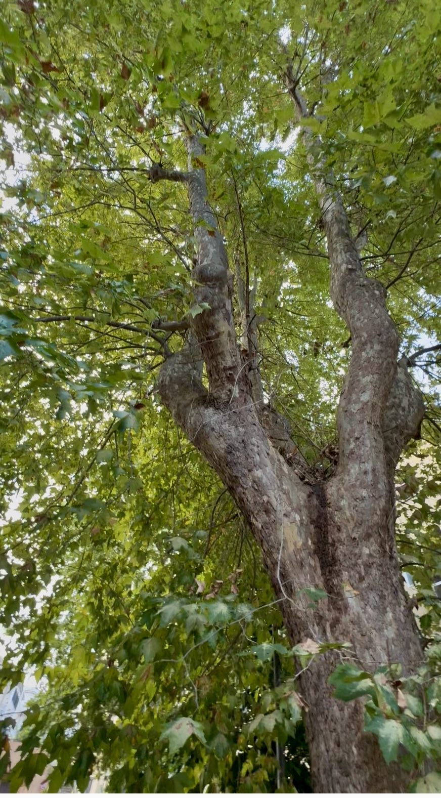 Albero pluridecennale di Piazza della Libertà